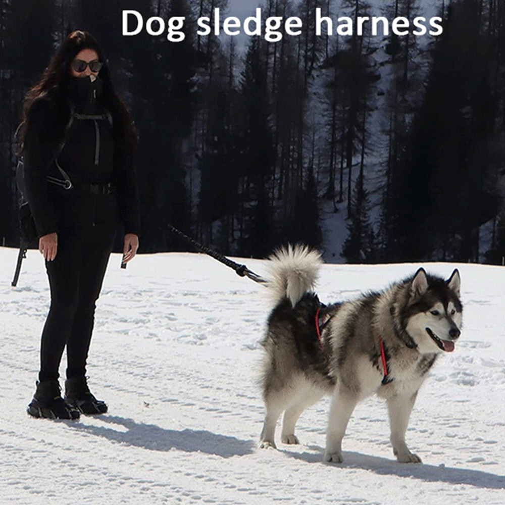 High Quality Big Dog Sledge Ha - مراجعة Running Gear Dog وسعره