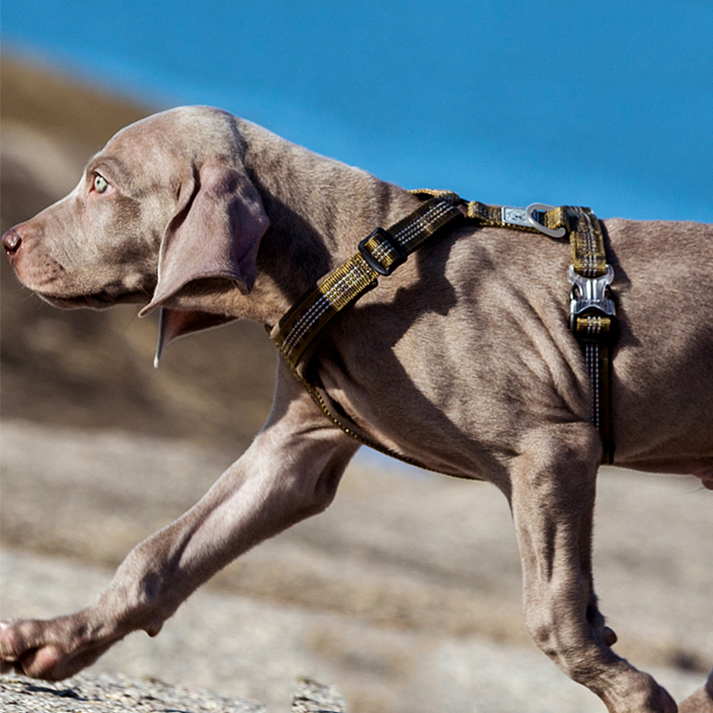 TRUELOVE Pet Harness Vest Ches - مراجعة Running Gear Dog وسعره