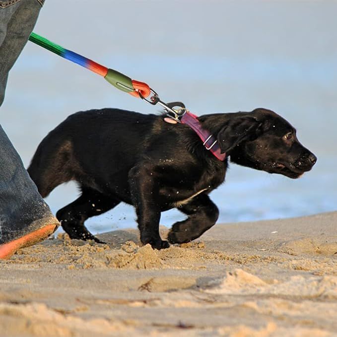 Adjustable Hands-Free Dog Leas - مراجعة Running Gear Dog وسعره