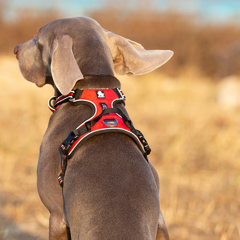 Truelove Pet Reflective Nylon  - مراجعة Running Gear Dog وسعره