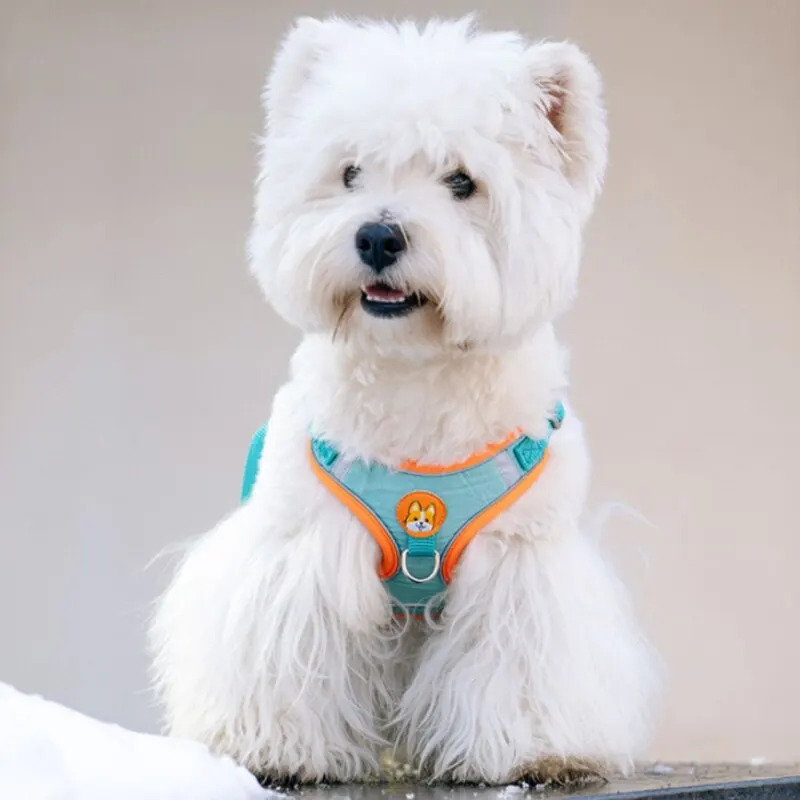 Adjustable No Pull Reflective  - مراجعة Running Gear Dog وسعره